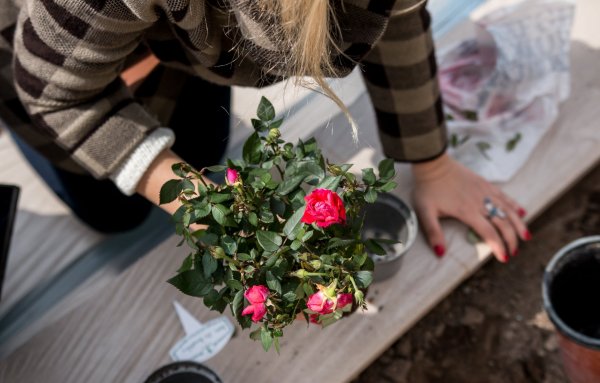 rozsaultetes_experidance_160329_nmp_035